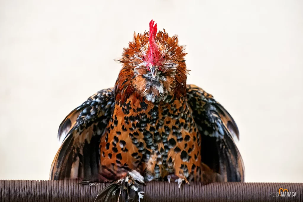 gallina DOC fotografta durante la mostra nazionale degli avicoli ornamentali svolta a sSernatia